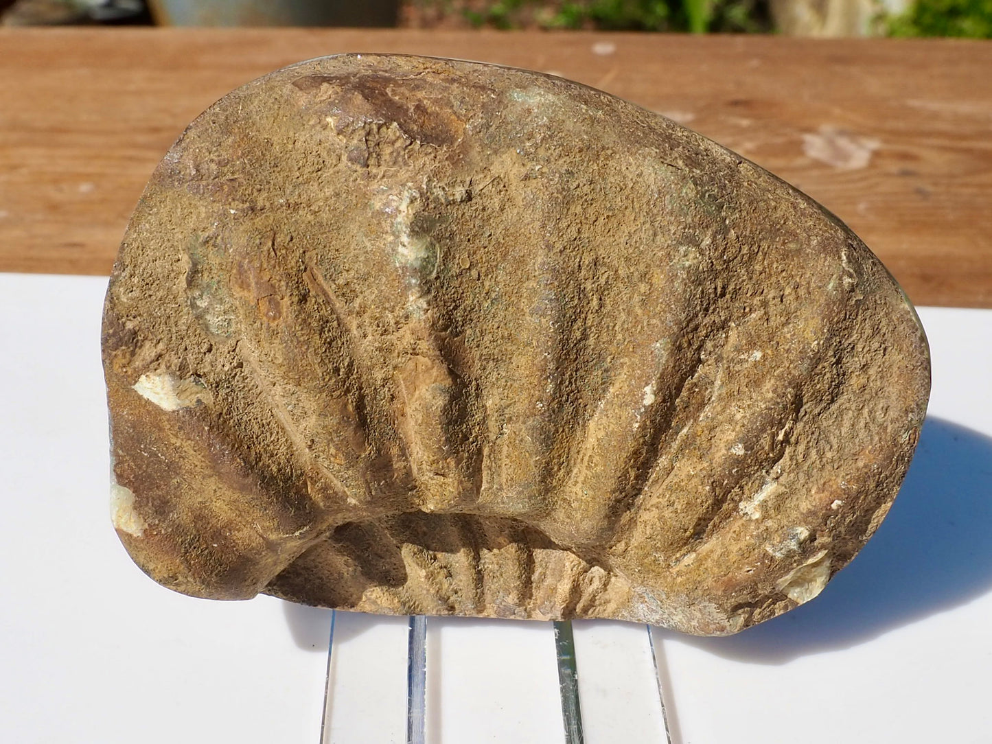 Cut & Polished Ammonite Scunthorpe