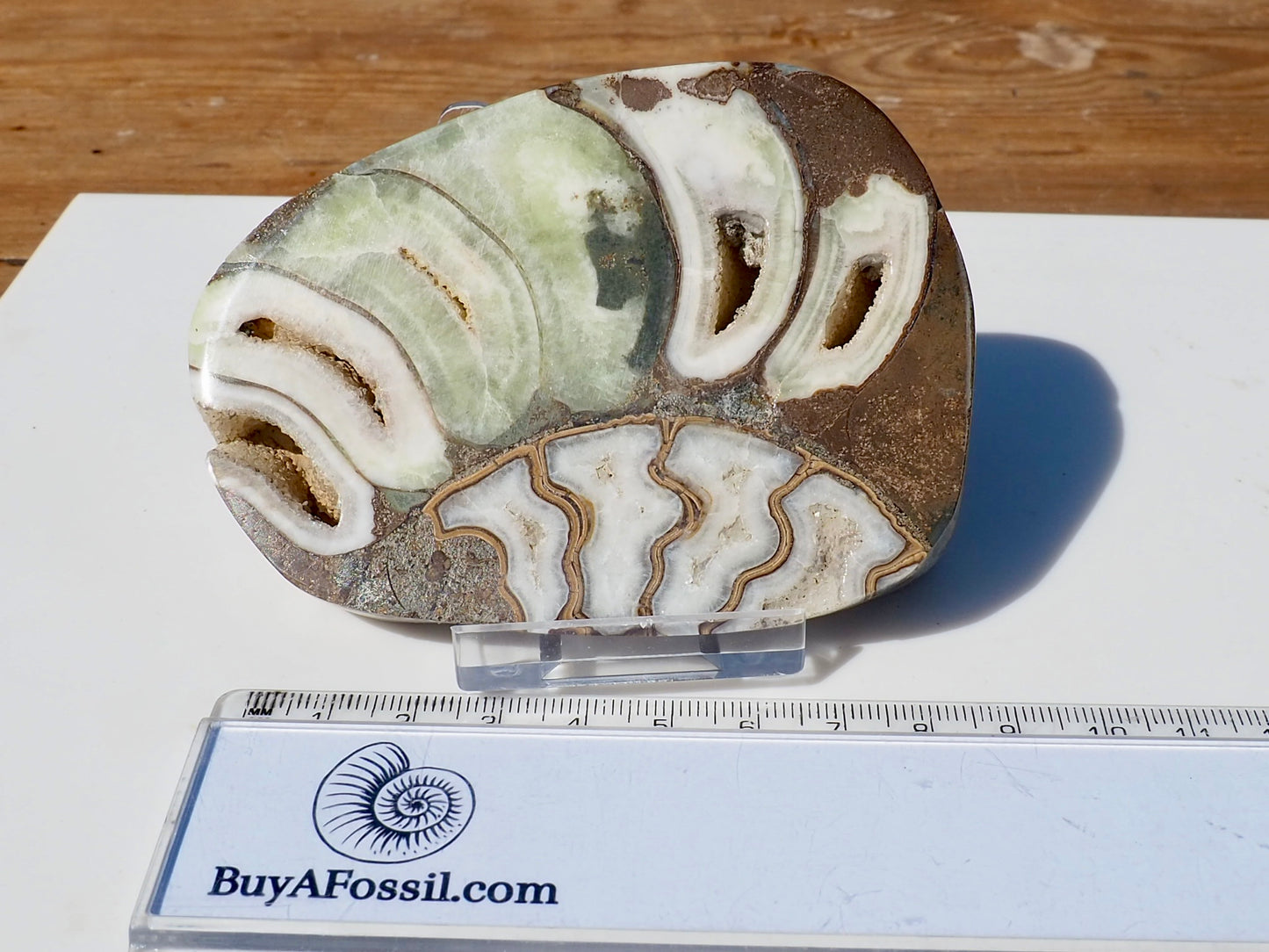 Cut & Polished Ammonite Scunthorpe