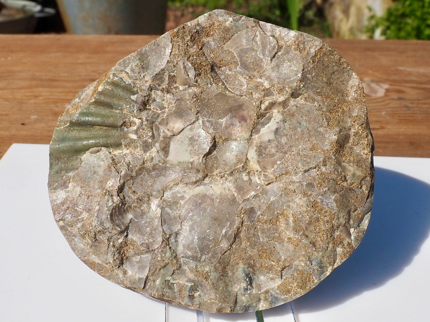 Cut & Polished Ammonite Scunthorpe