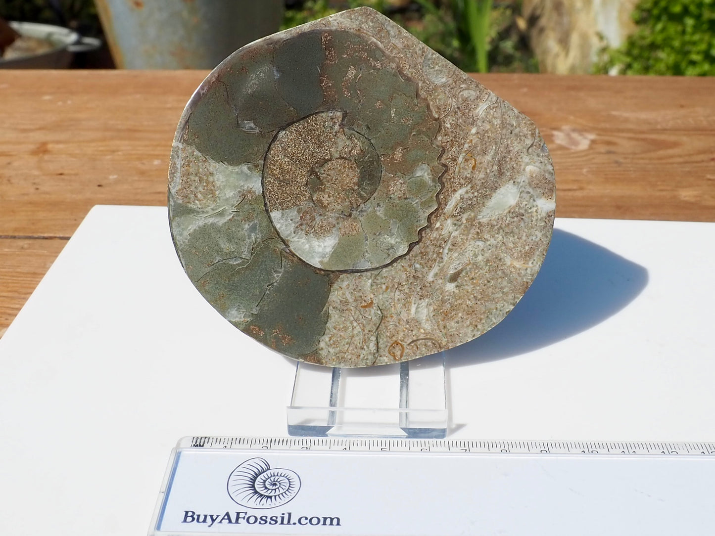 Cut & Polished Ammonite Scunthorpe