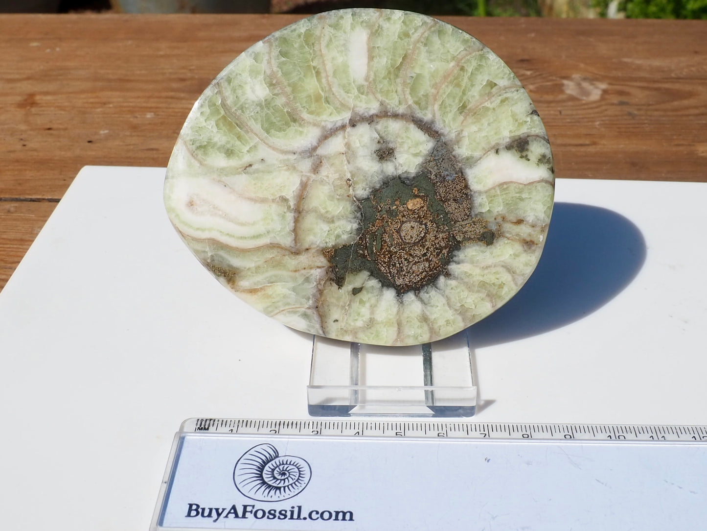 Cut & Polished Ammonite Scunthorpe