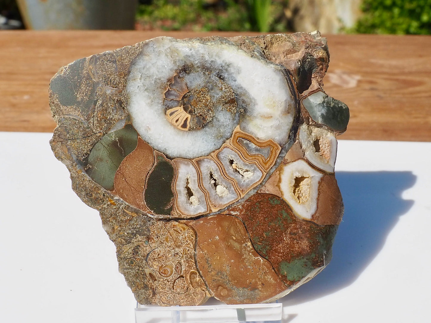 Cut & Polished Ammonite Scunthorpe
