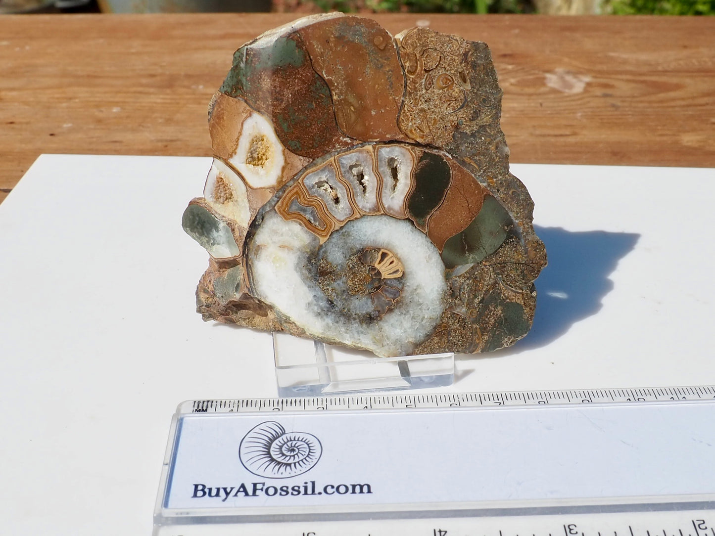 Cut & Polished Ammonite Scunthorpe