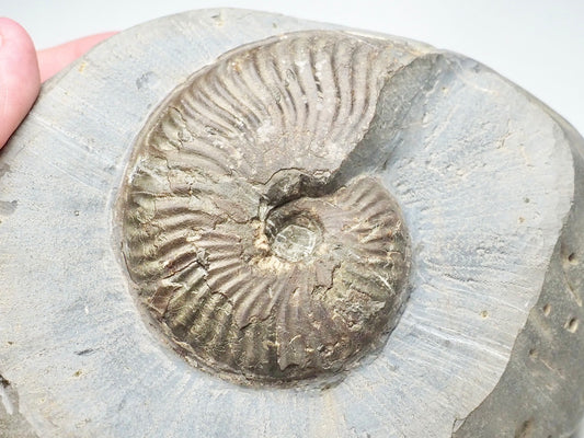 Pseudolioceras lythense
