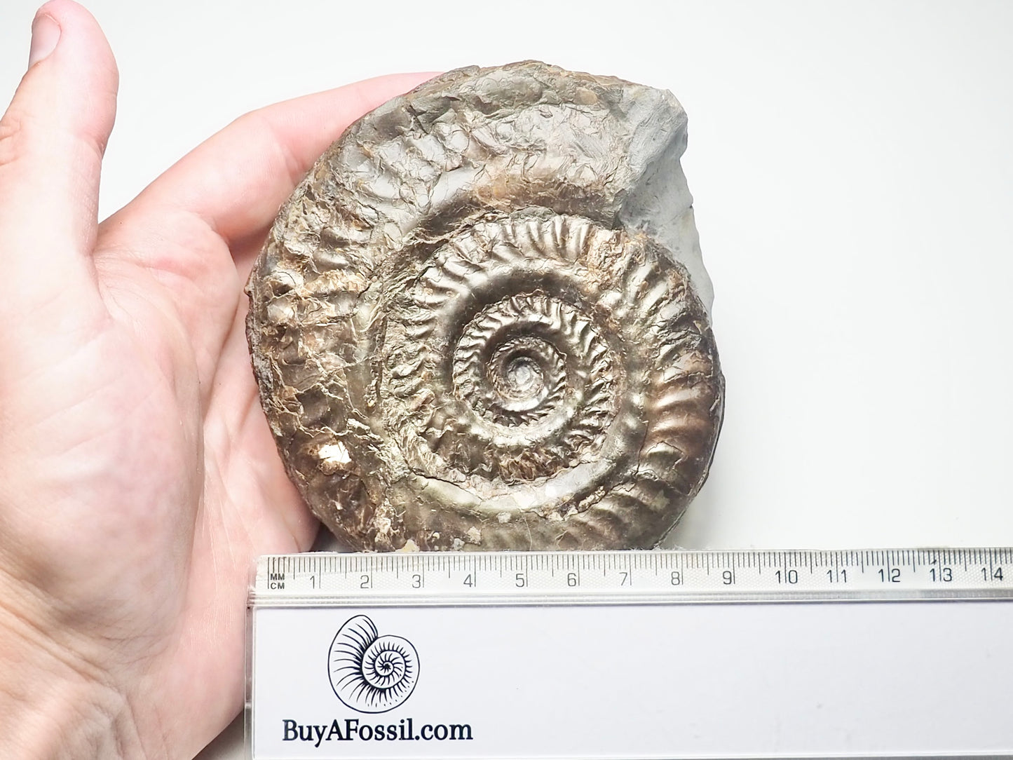 Hildoceras lusitanicum