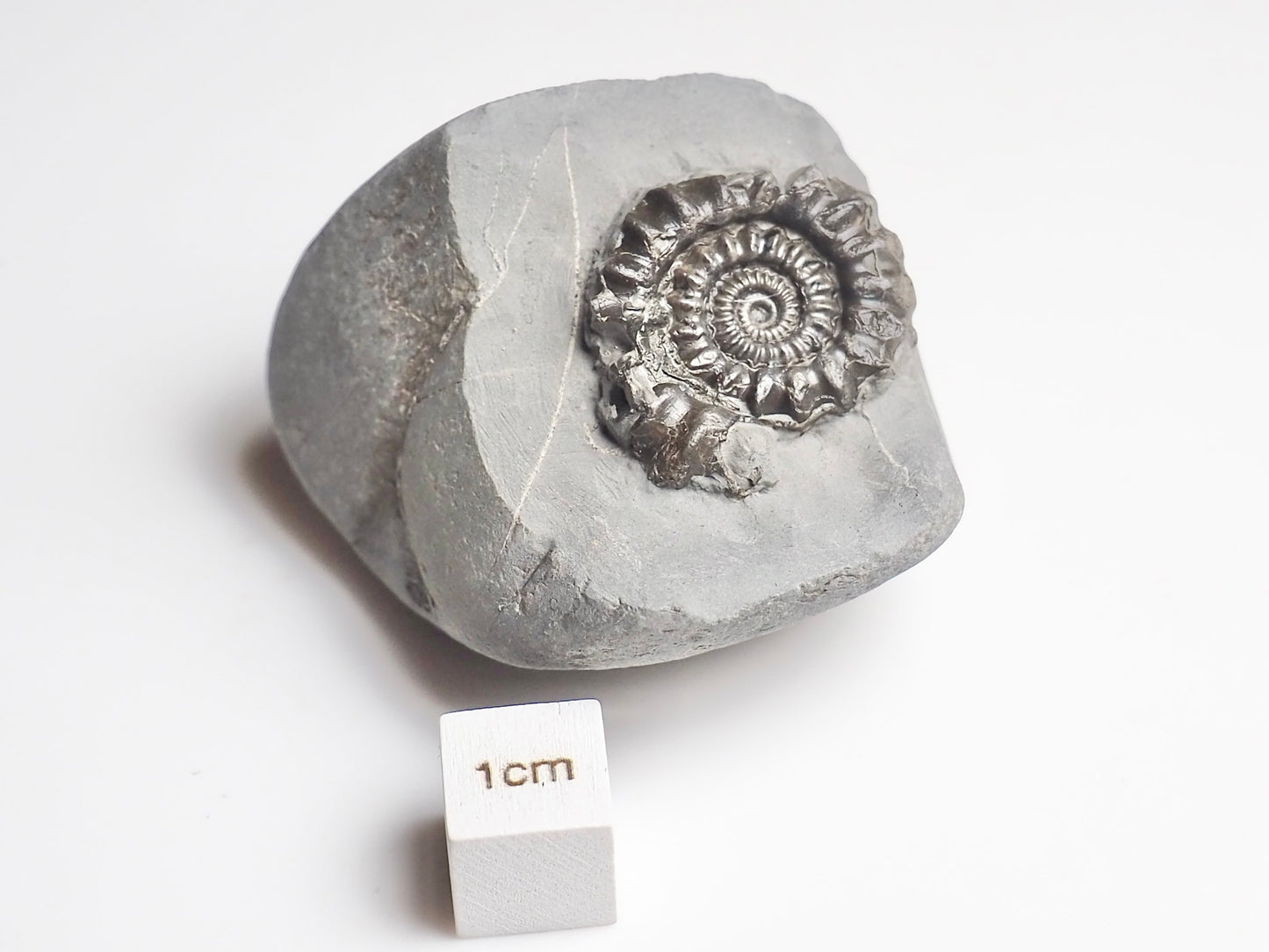 Gagaticeras Gagateum