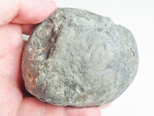 Dactylioceras POS/NEG