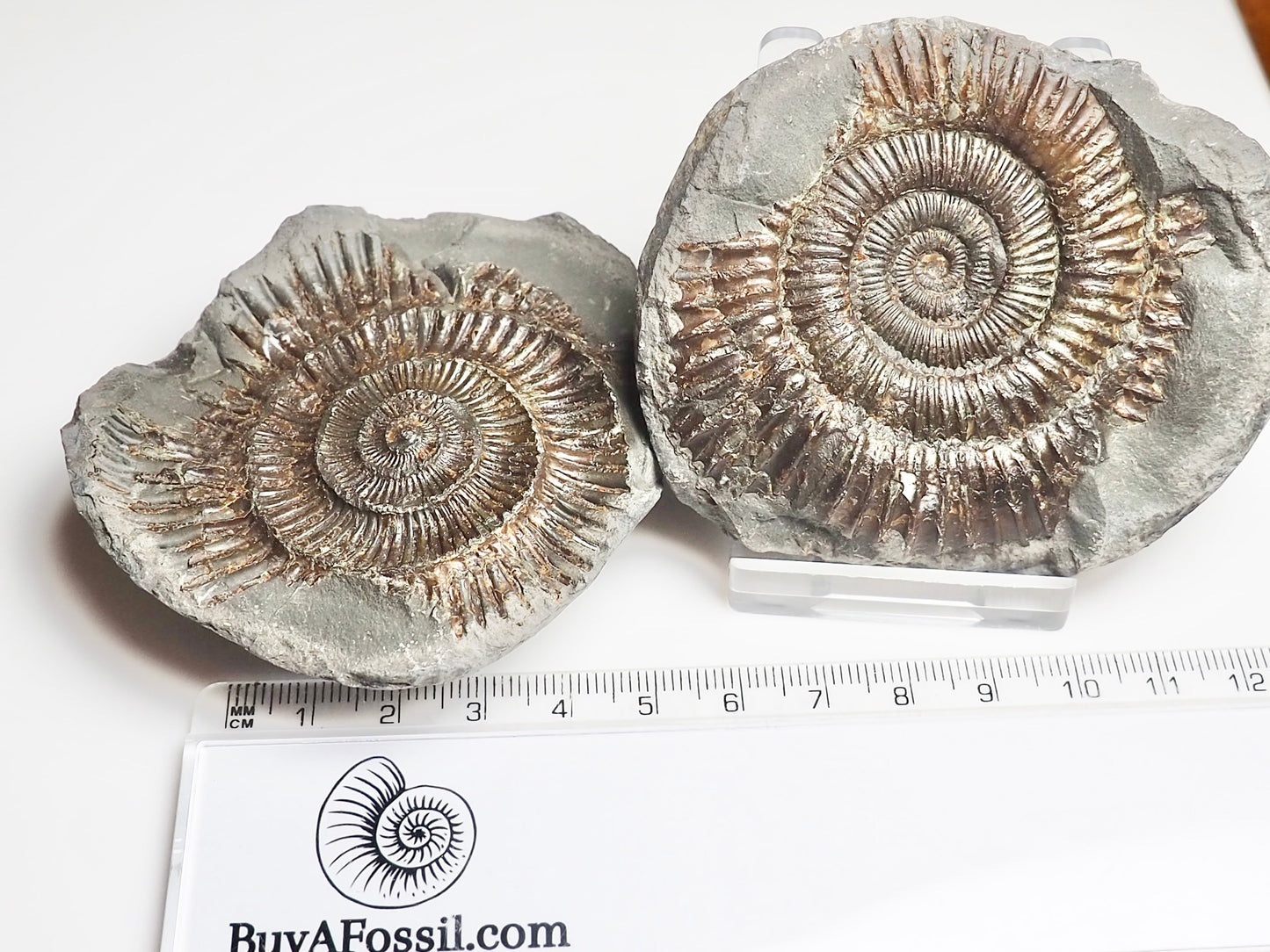 Dactylioceras POS/NEG