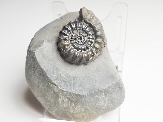 Gagaticeras Gagateum