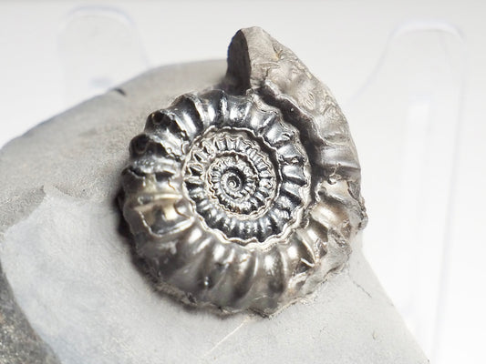 Gagaticeras Gagateum