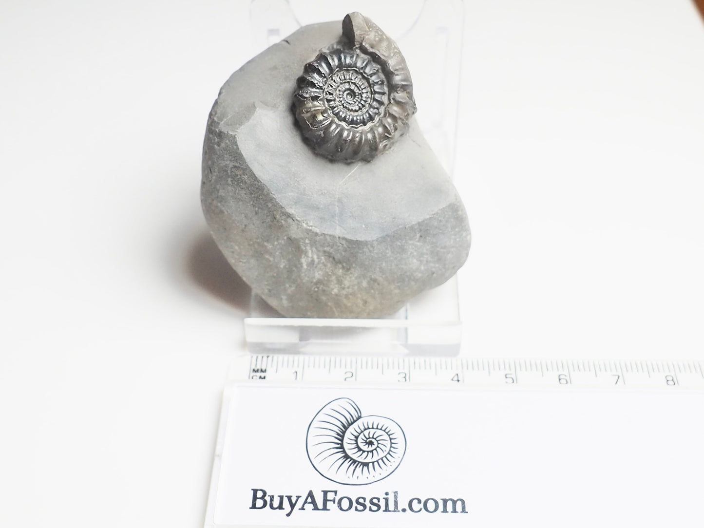 Gagaticeras Gagateum