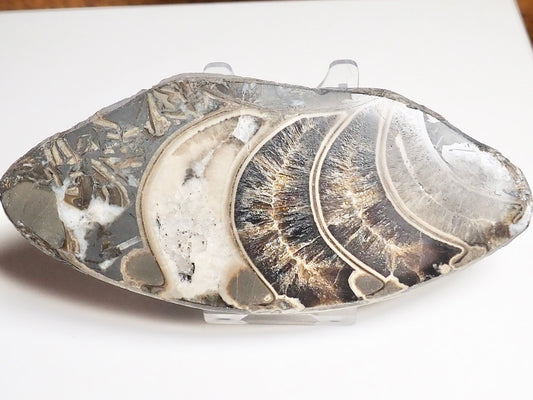 Cut & Polished Ammonite Whorl