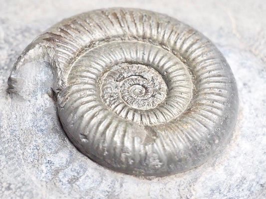 Dactylioceras Semicelatum