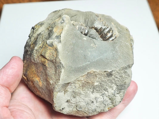 Dactylioceras POS/NEG