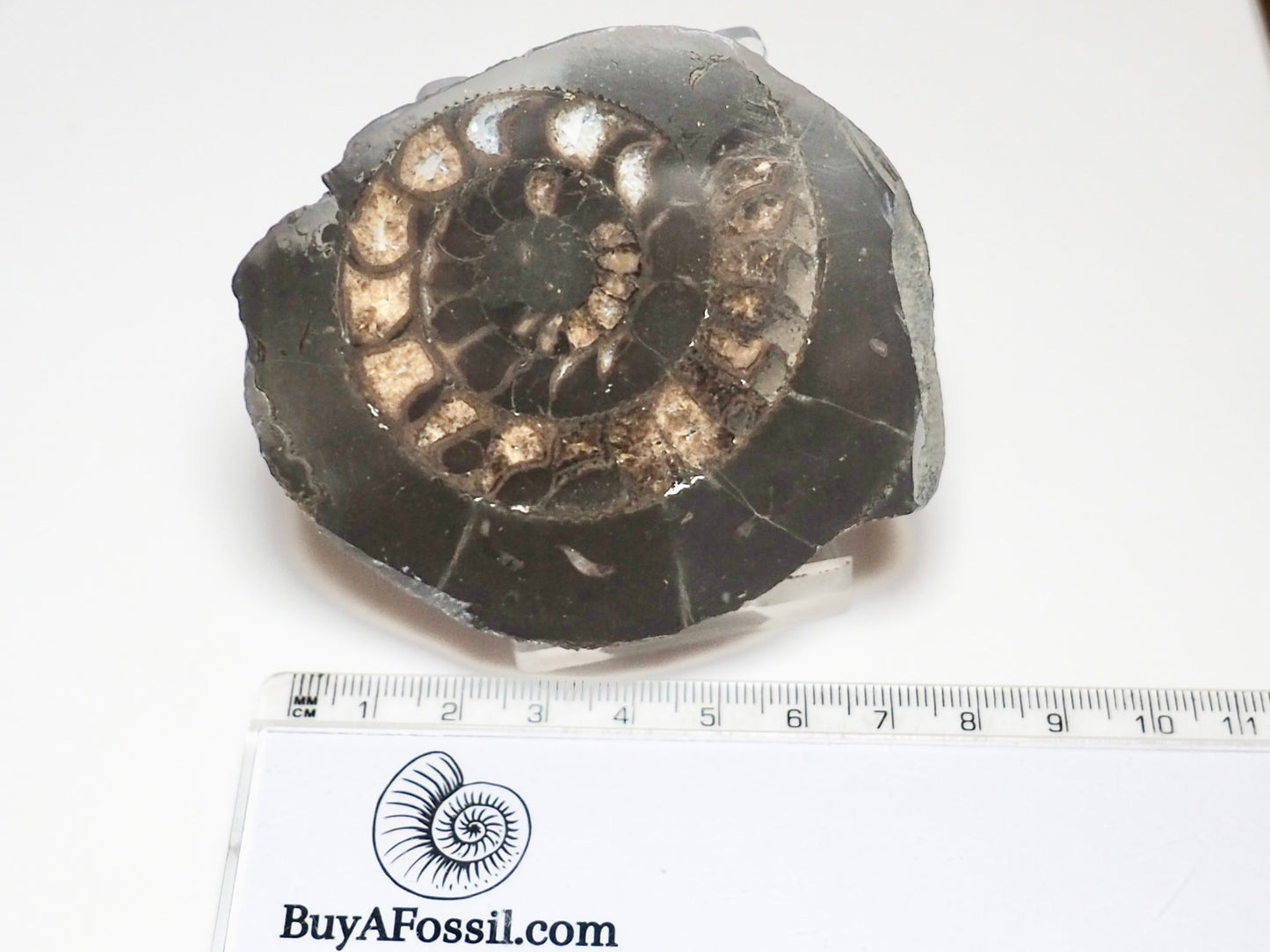 Cut and Polished Ammonite Dactylioceras