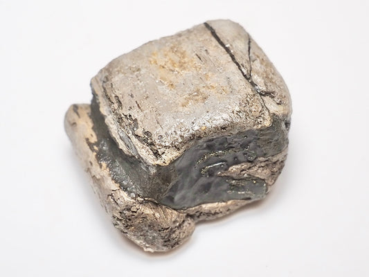 Ichthyosaur Jaw Fragment