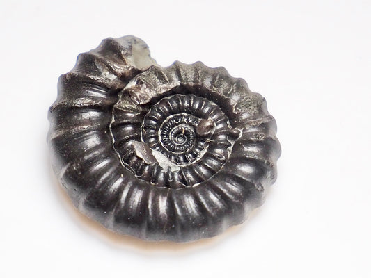 Gagaticeras Gagateum