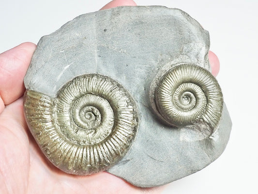 Double Peronoceras