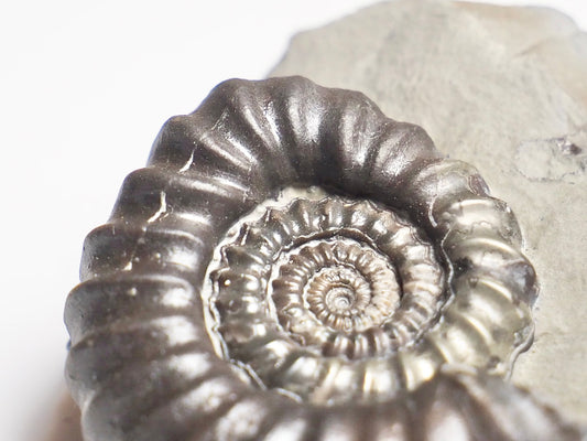 Pathologically Deformed Gagaticeras