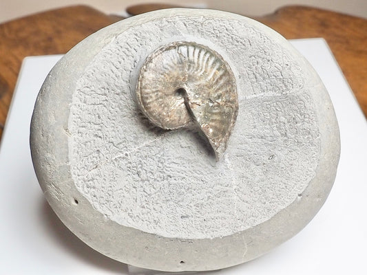 Pseudolioceras boulbiense