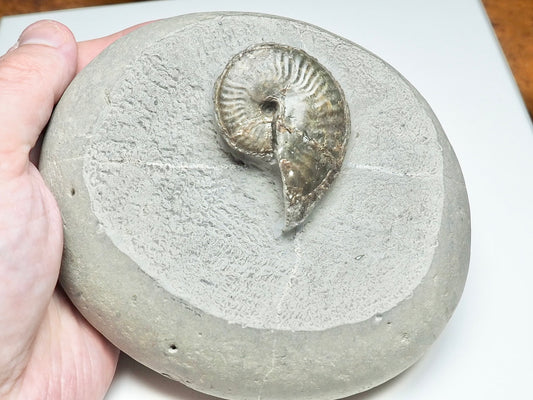 Pseudolioceras boulbiense