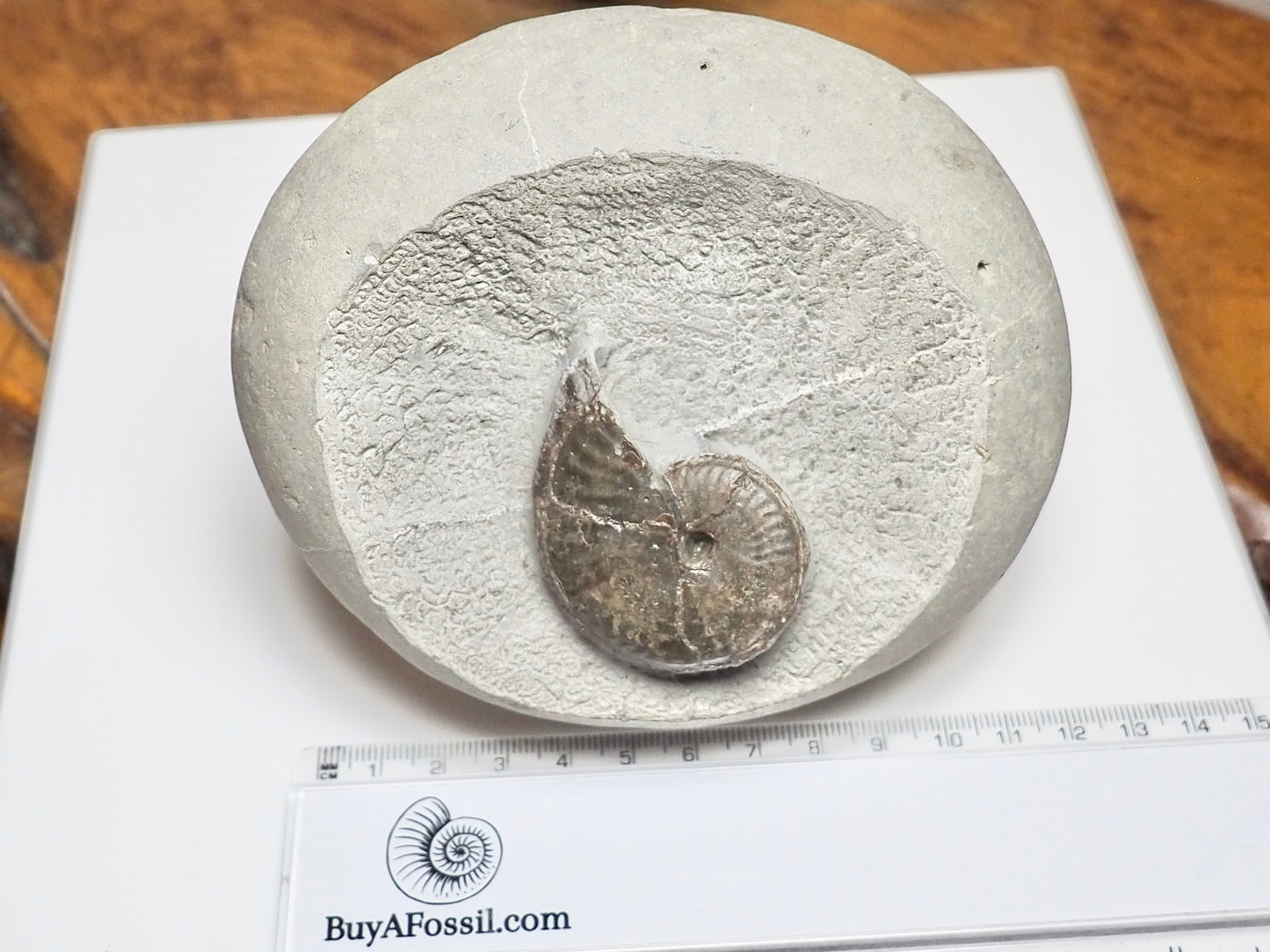 Pseudolioceras boulbiense