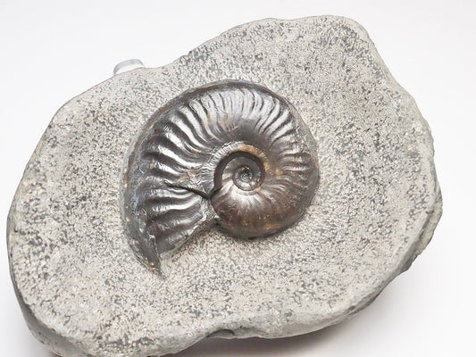 Eleganticeras Elegantulum