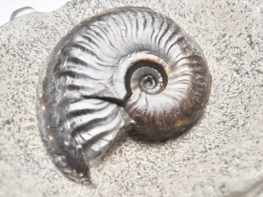 Eleganticeras Elegantulum