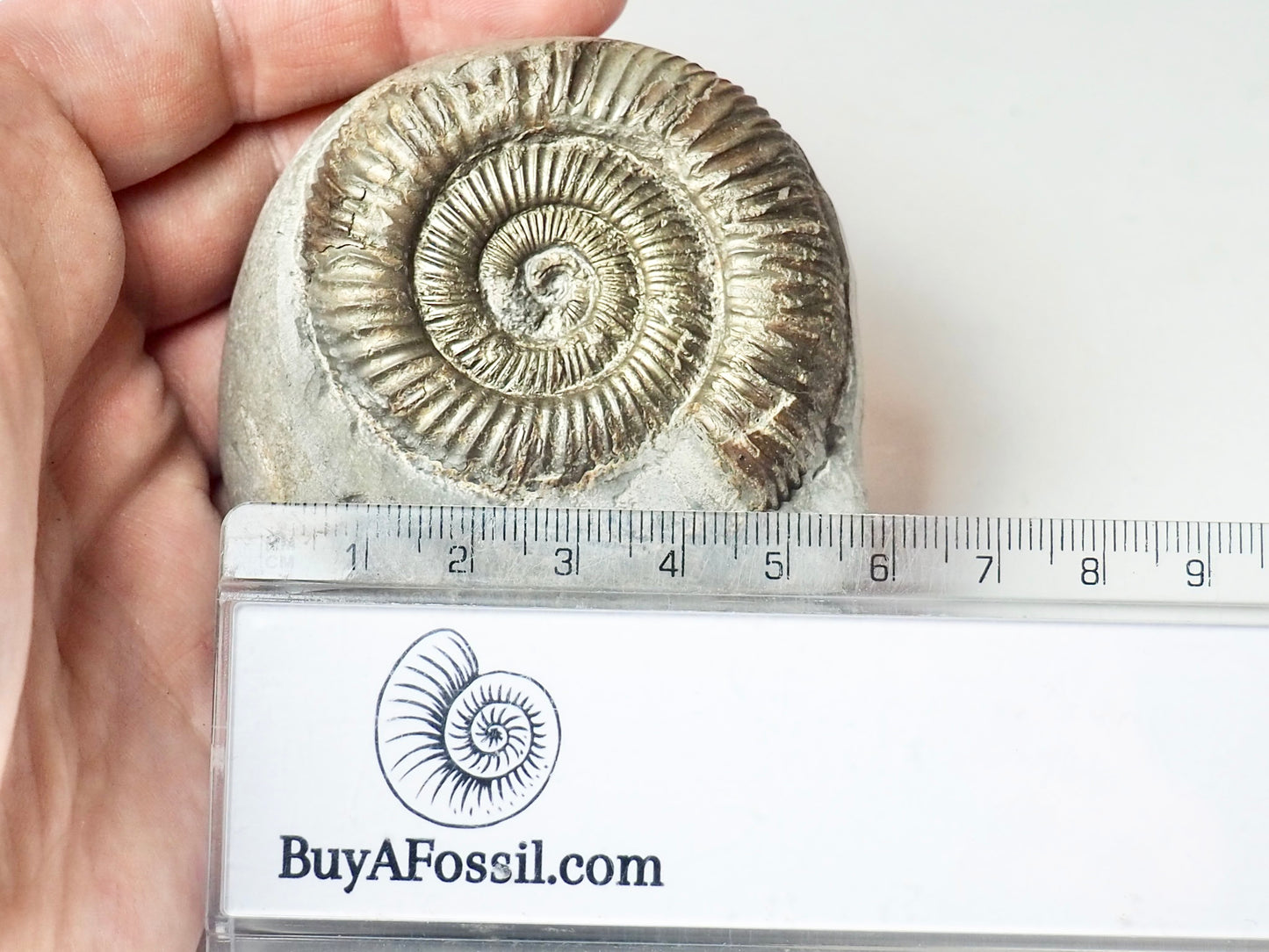 Dactylioceras