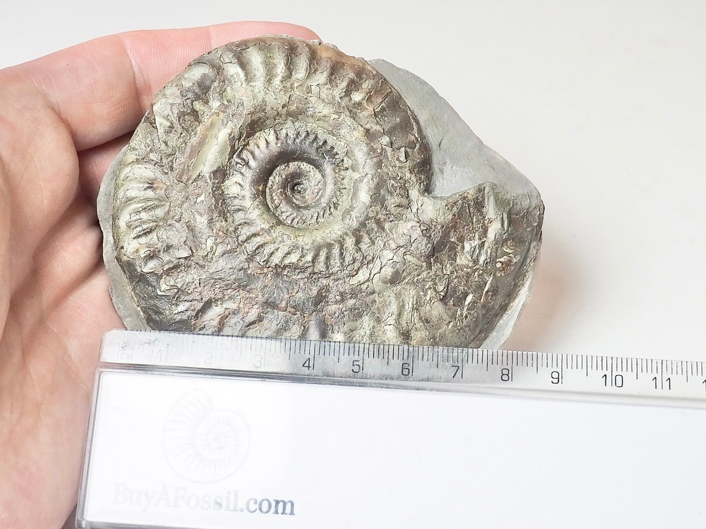 Hildoceras