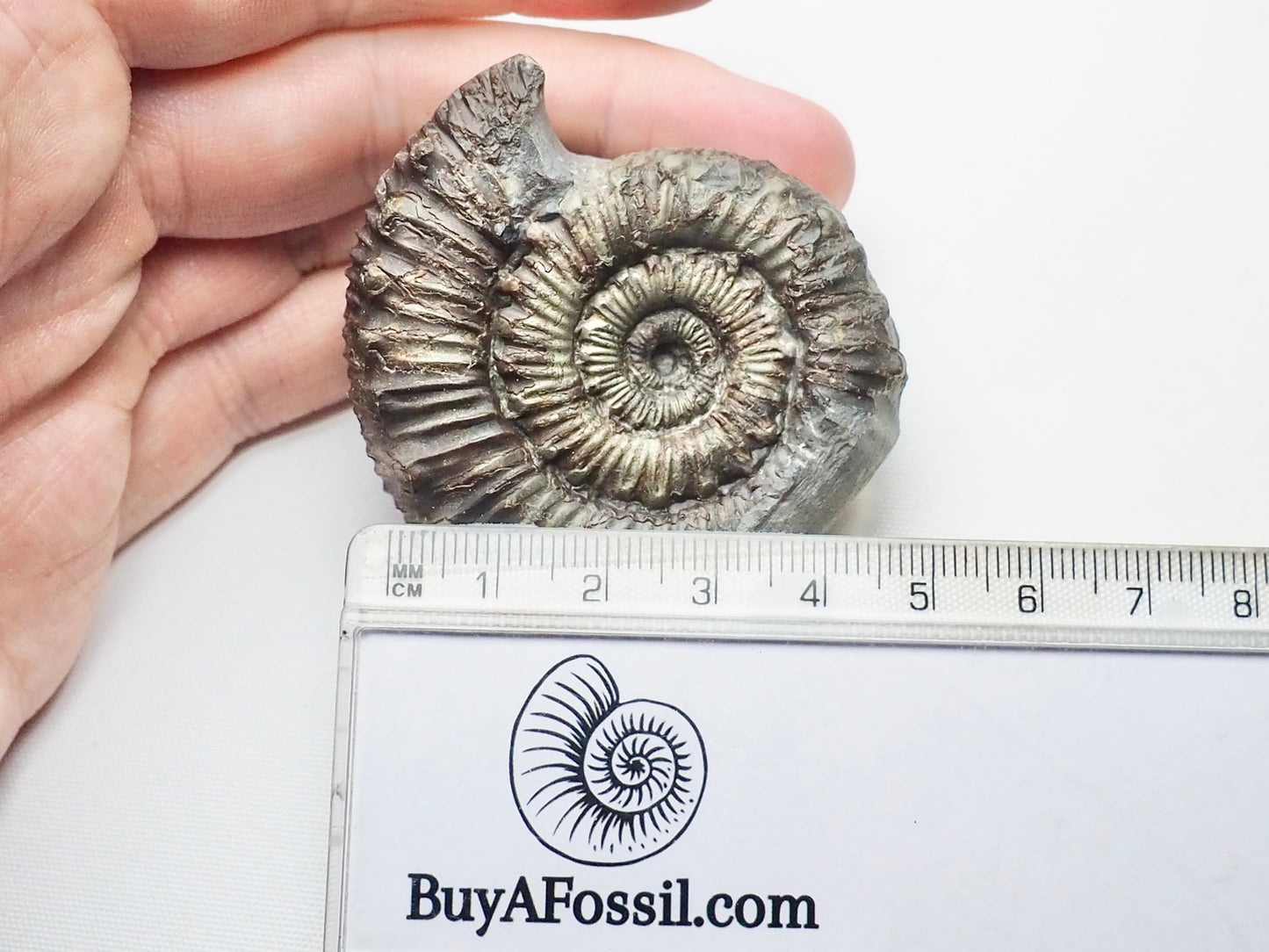 Peronoceras