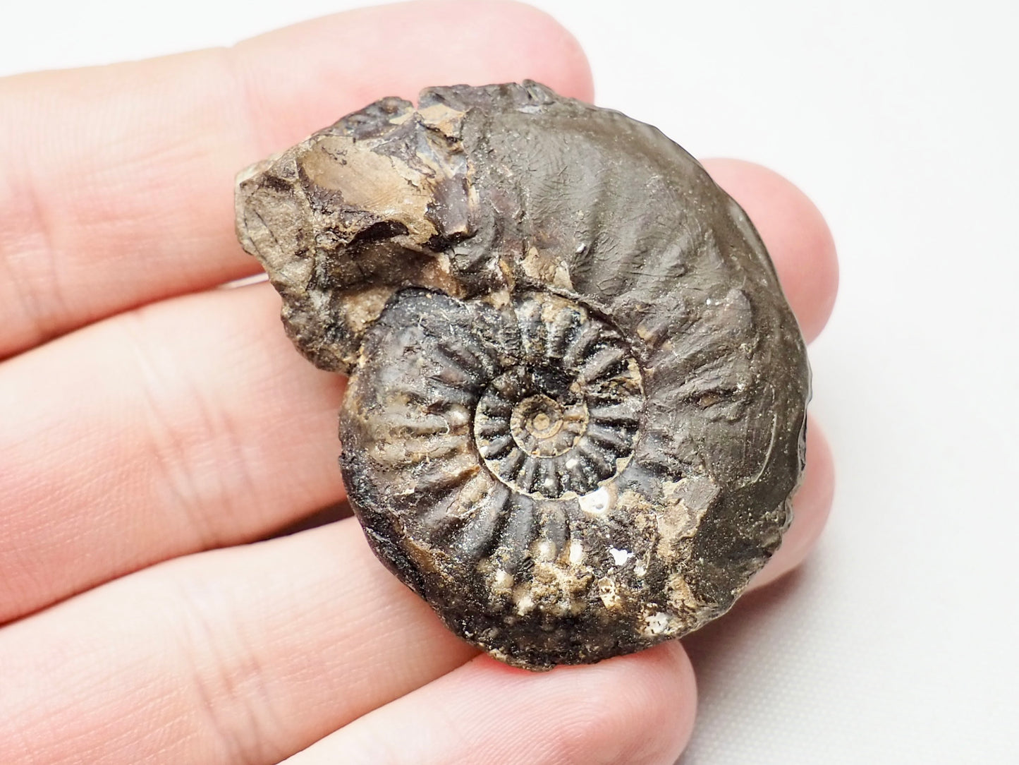 Amaltheus Striatus
