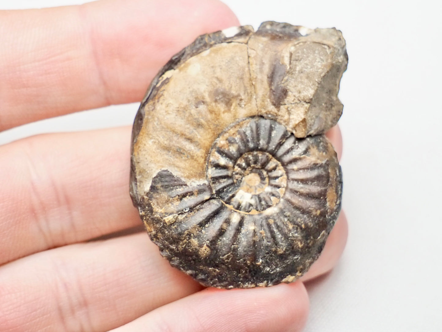 Amaltheus Striatus