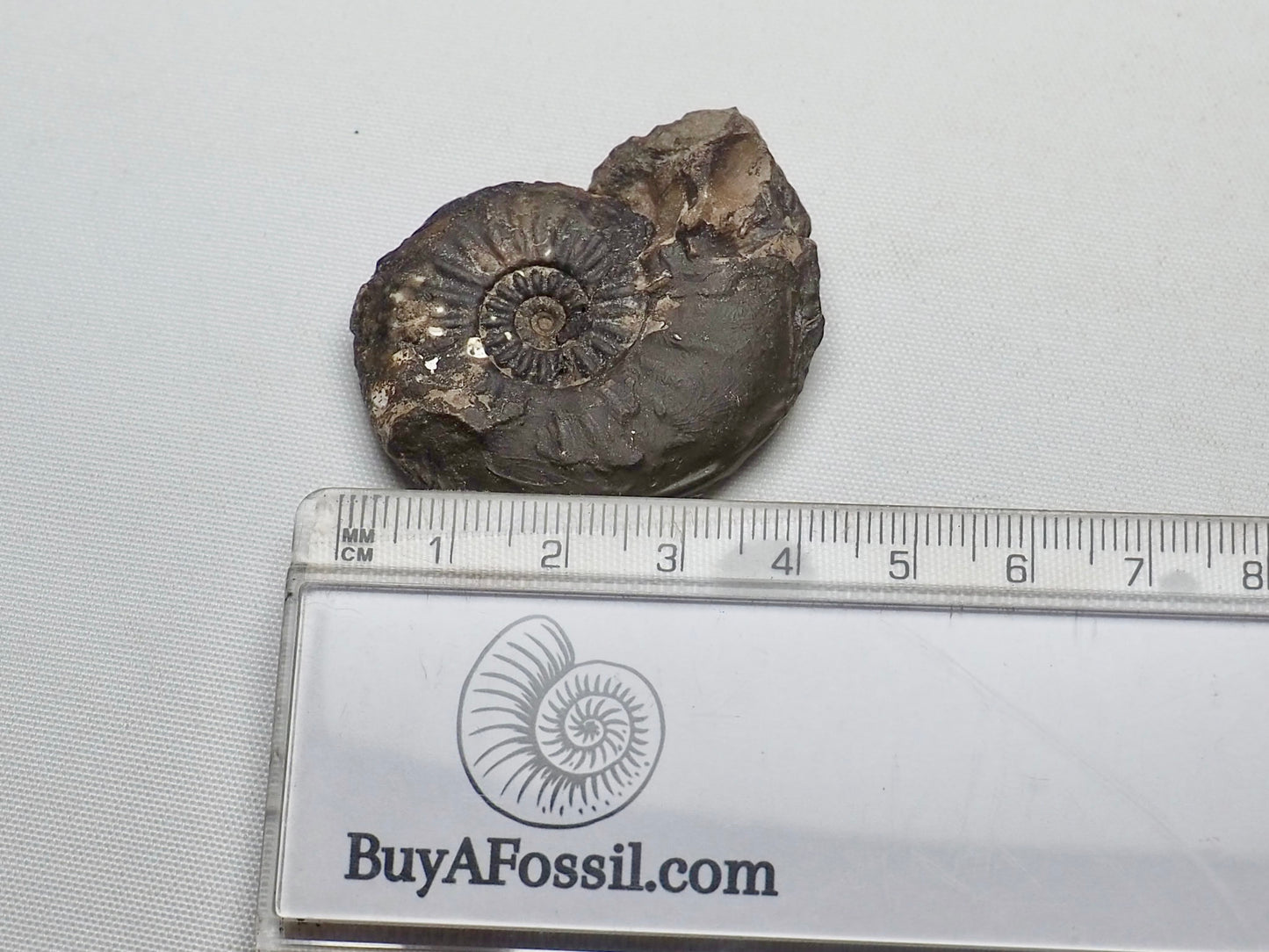 Amaltheus Striatus