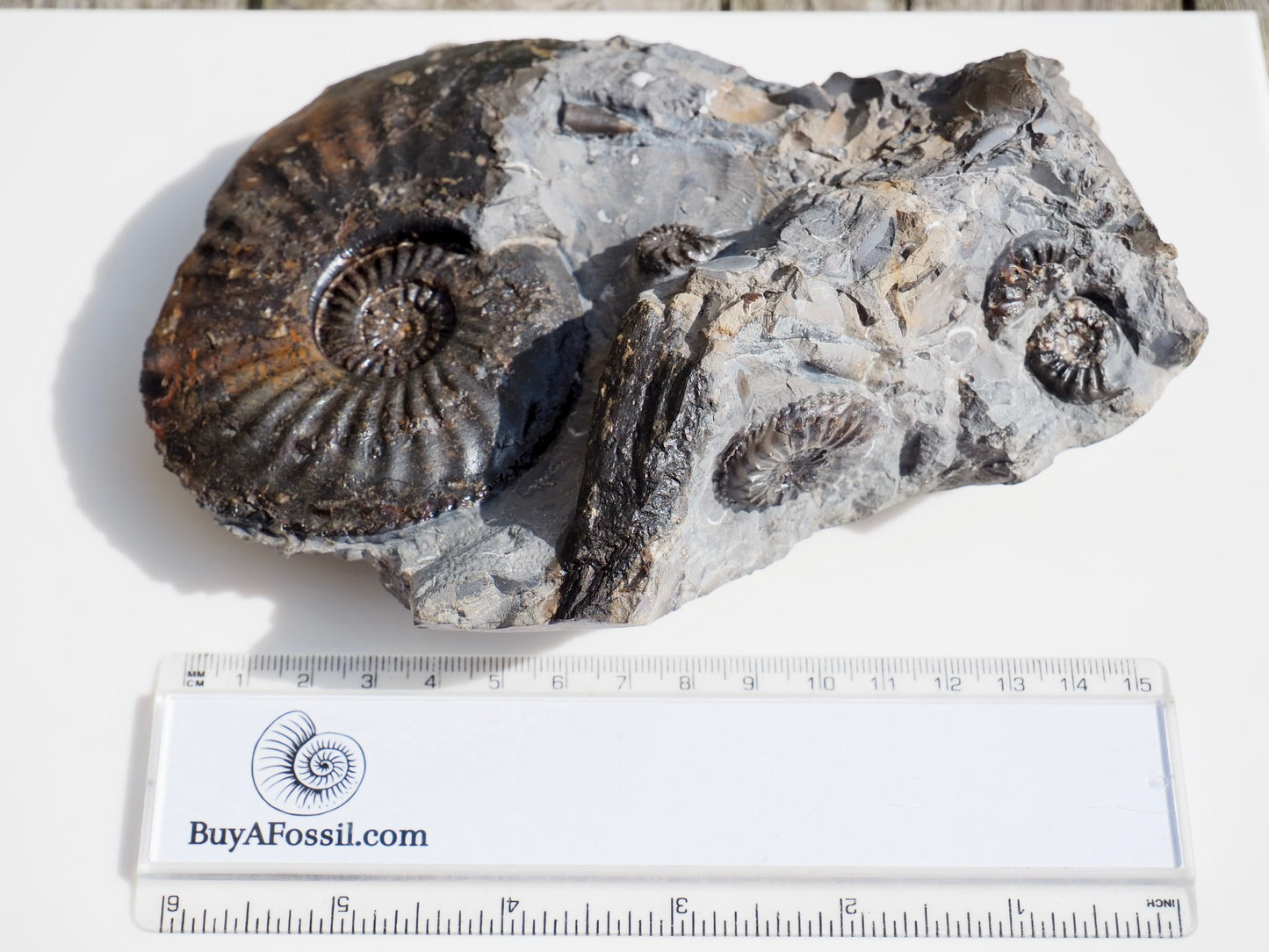Amaltheus Ammonite Multi-Piece Fossil – 5 Ammonites – Robin Hood’s Bay