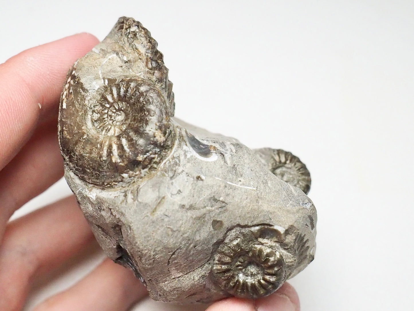 Amaltheus Cluster 5 Ammonites