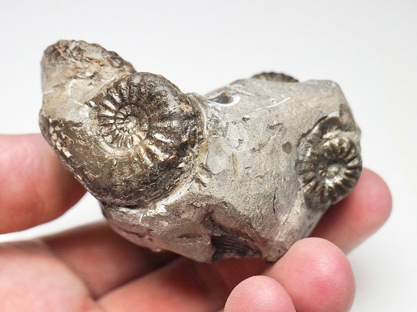Amaltheus Cluster 5 Ammonites