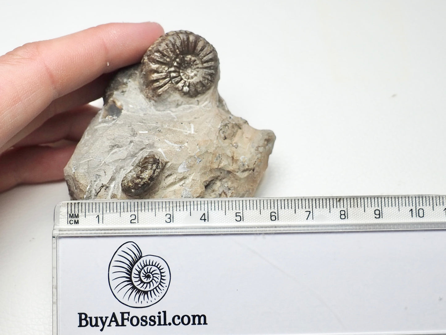 Amaltheus Cluster 5 Ammonites