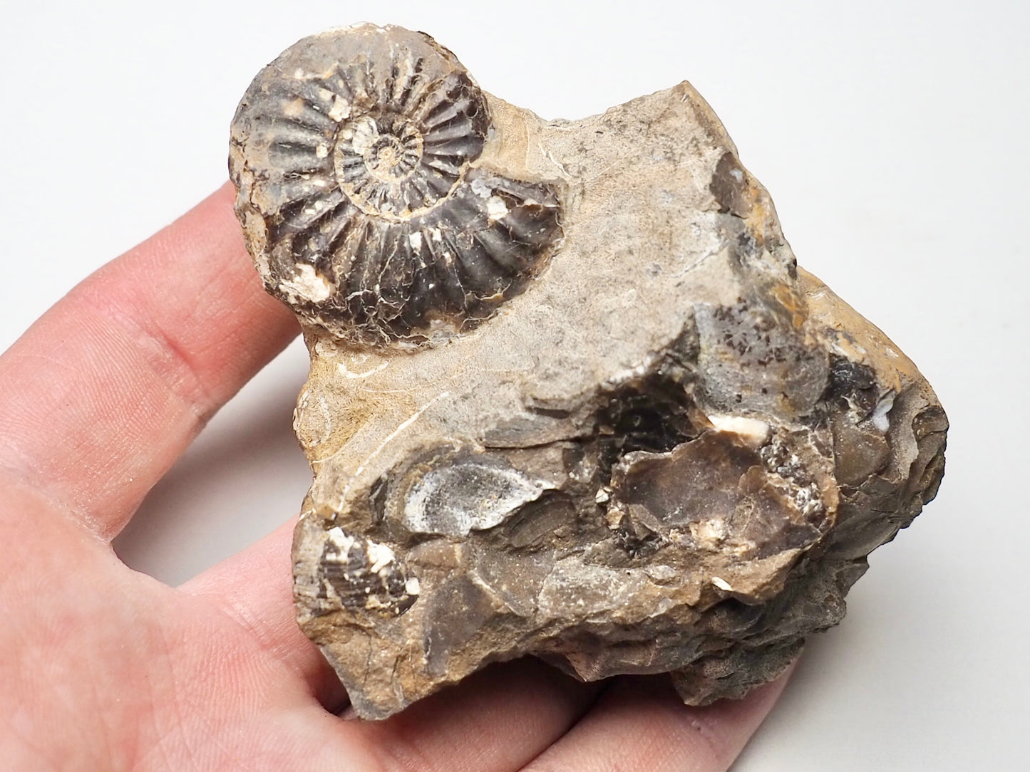 Amaltheus Ammonite