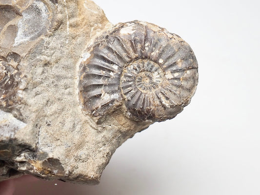 Amaltheus Ammonite