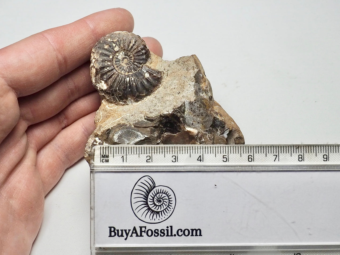 Amaltheus Ammonite