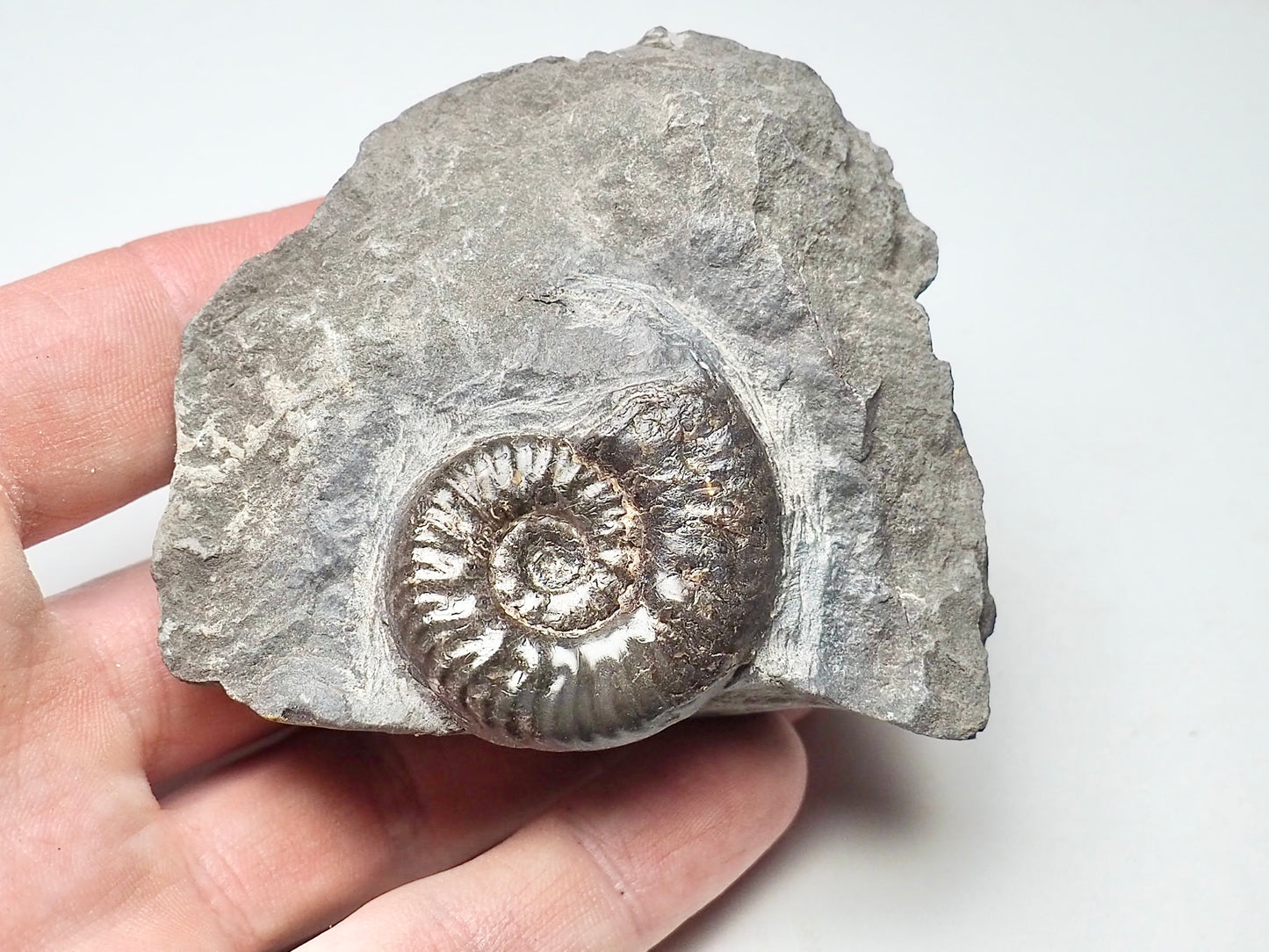 Grammoceras Thouarense