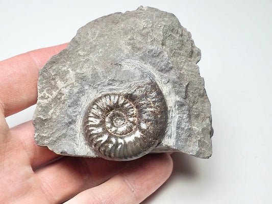 Grammoceras Thouarense