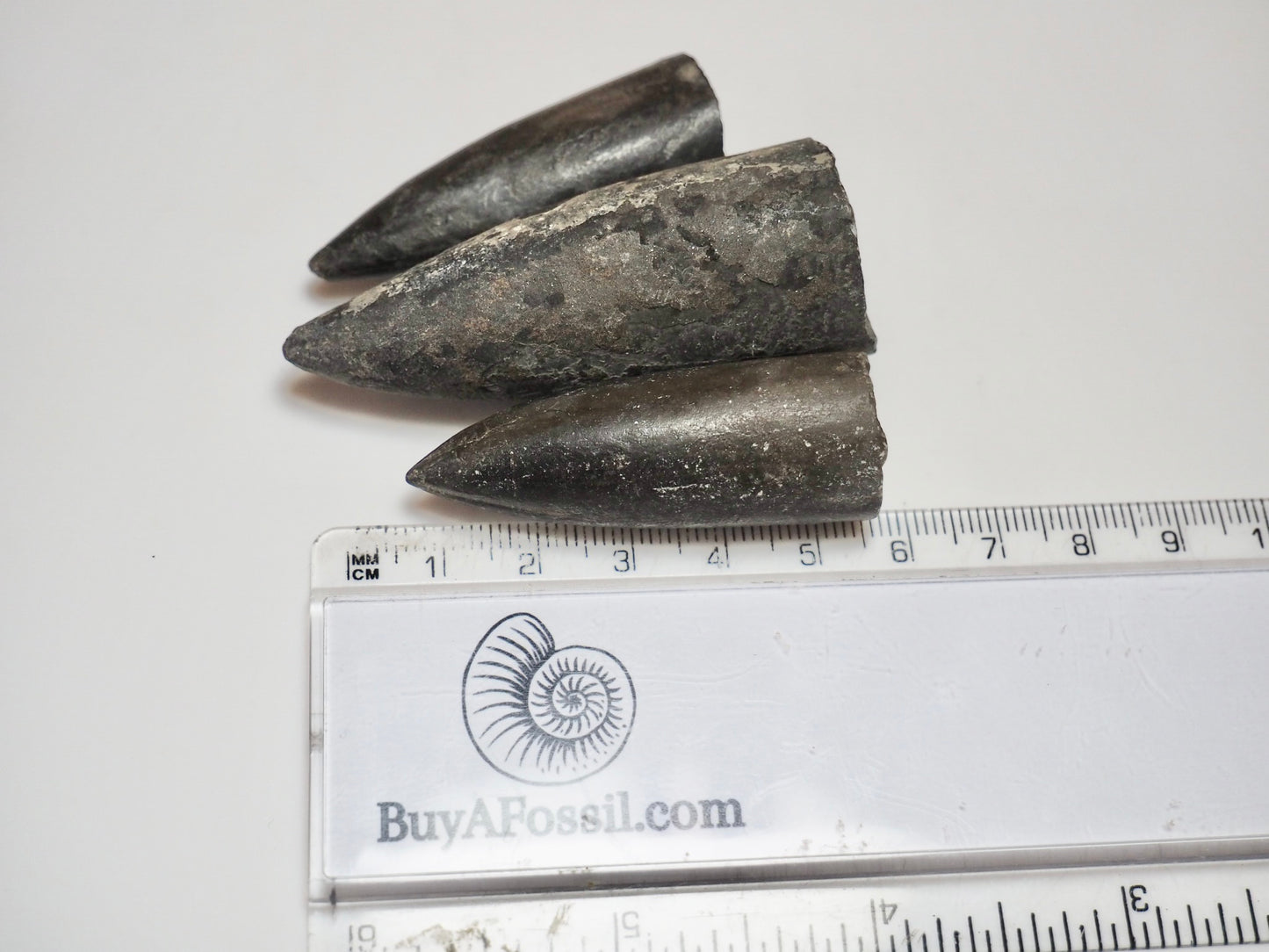 3 Belemnite Specimens