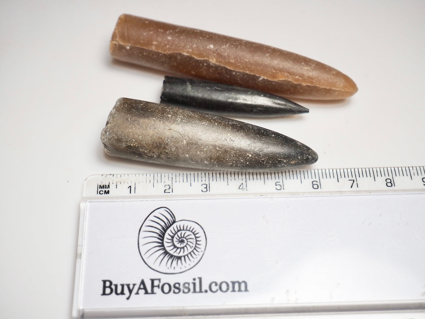 3 Belemnite Specimens