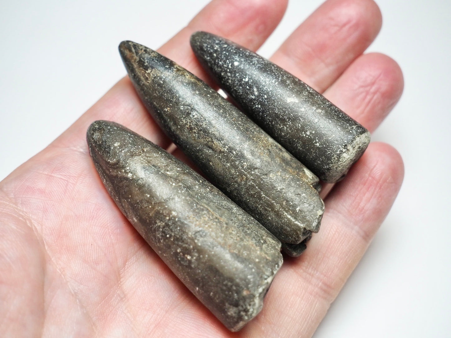 3 Belemnite Specimens
