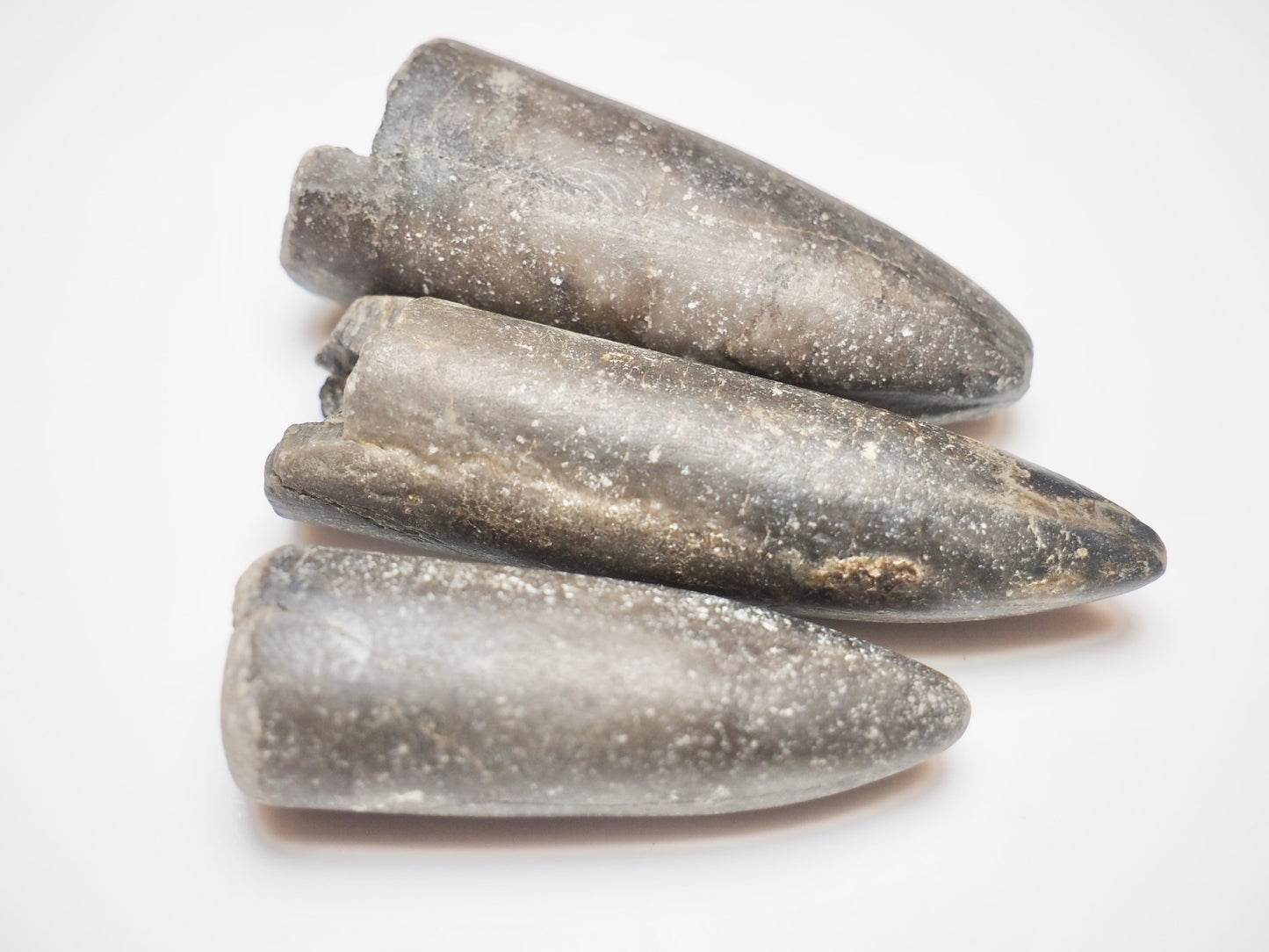 3 Belemnite Specimens