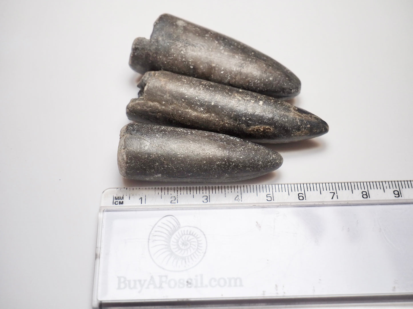 3 Belemnite Specimens