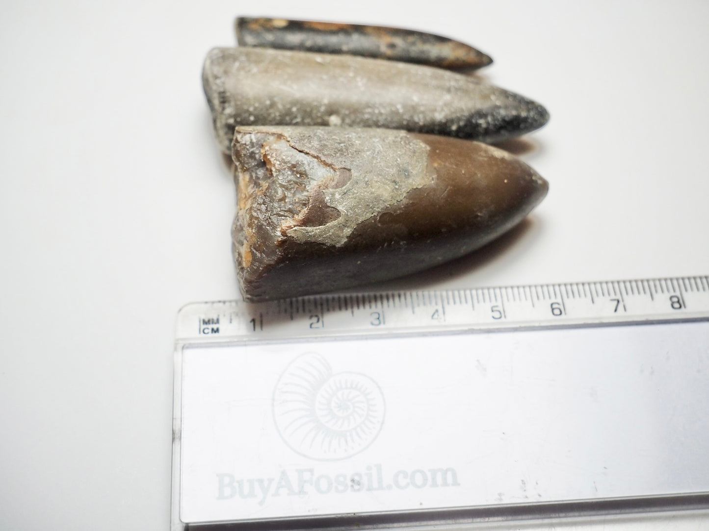 3 Belemnite Specimens
