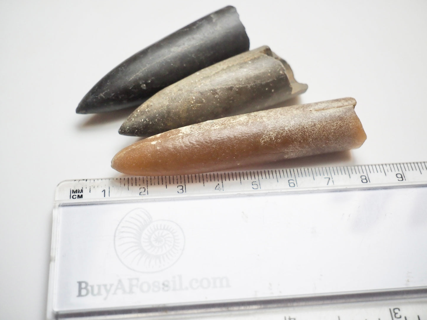3 Belemnite Specimens